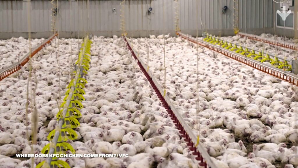 Poulets d’élevage industriel dans un hangar saturé. Ils sont entassés sur le sol de béton.